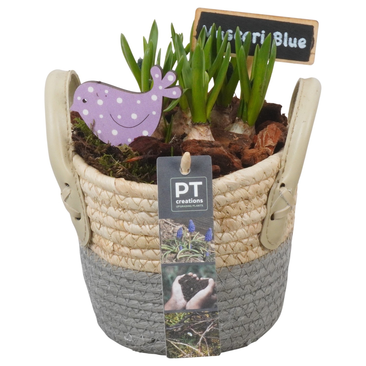 PTMB6206 Arrangement Muscari Blue in riet mand, D 14