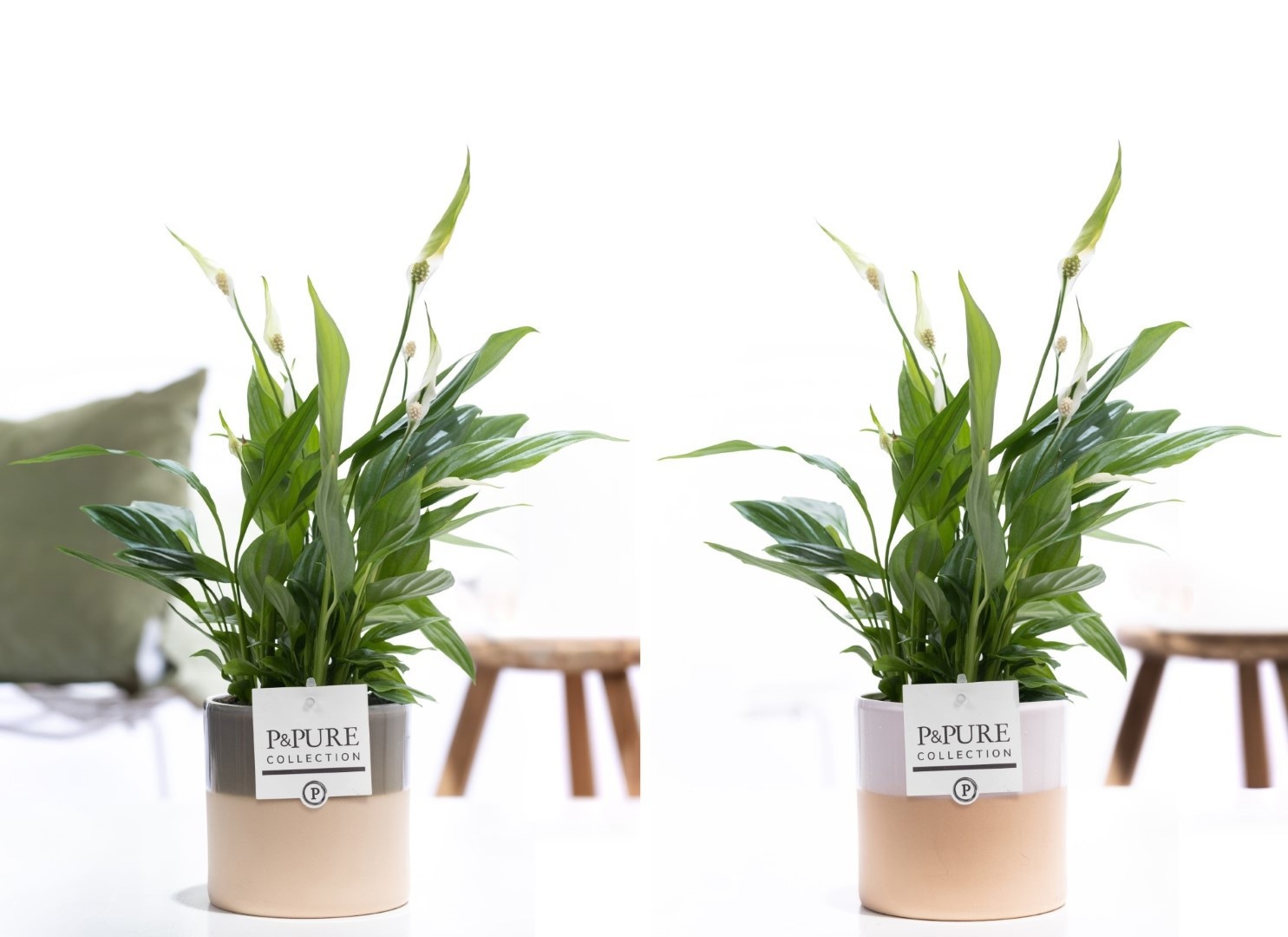 Spathiphyllum Korto in P&PURE Tess 2 ceramics ass. 2, D 12