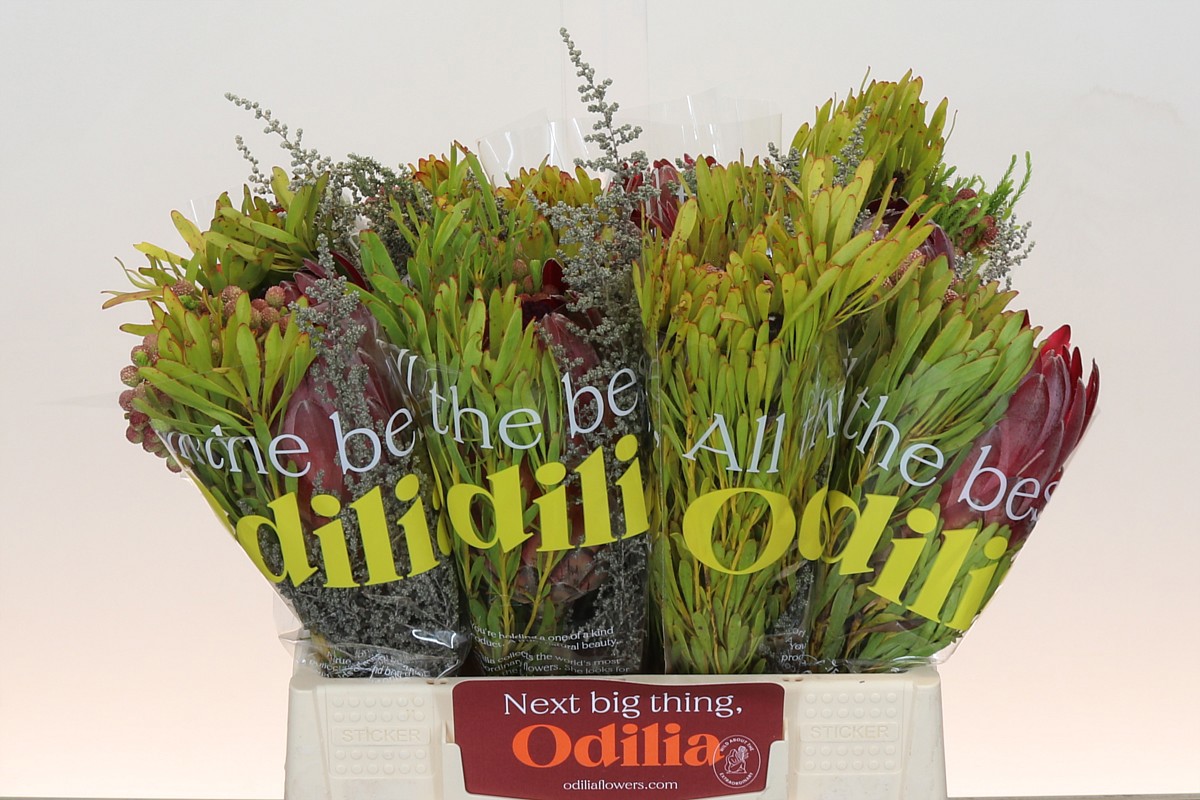 Протея Овериг за пучок 40, пуч.