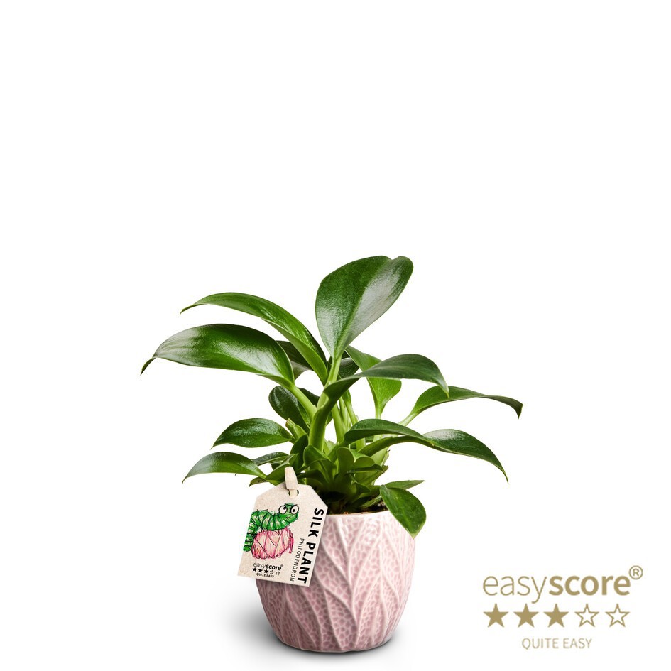 PHILODENDRON ERUBESCENS 'GREEN PRINCESS', D 7