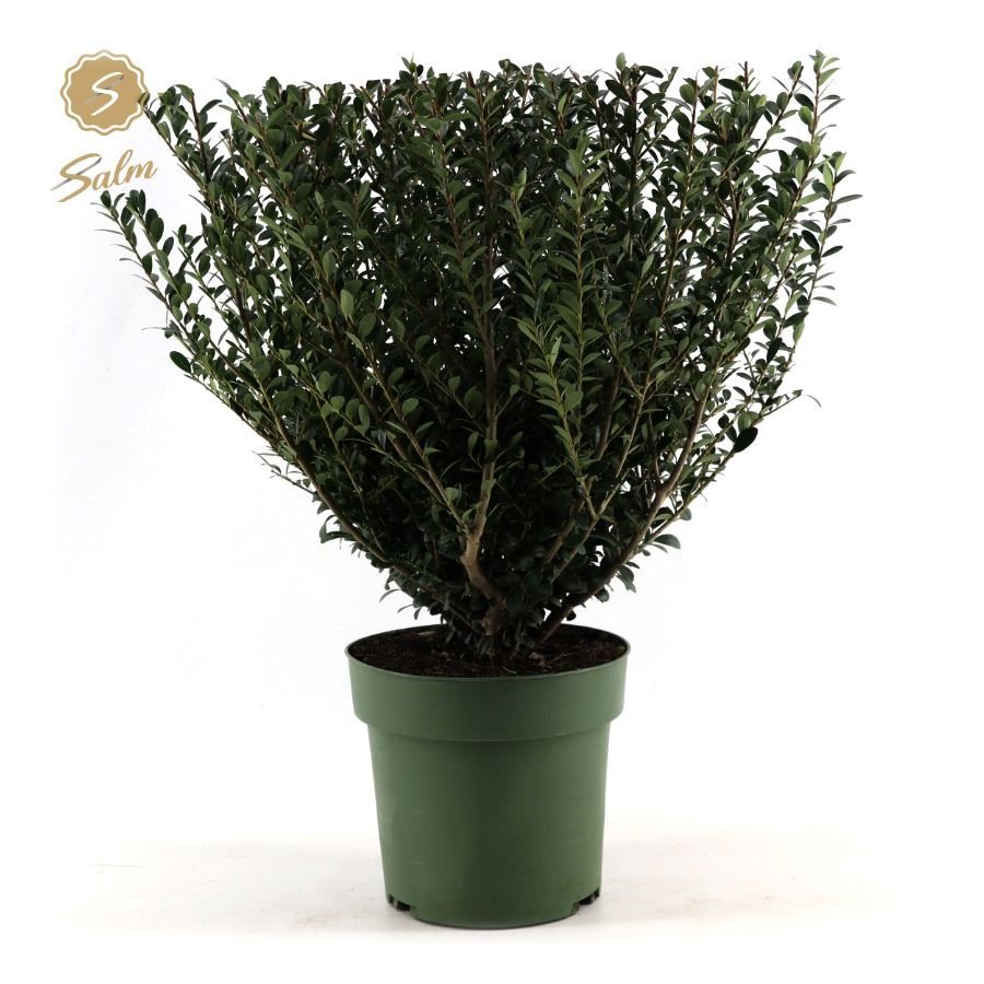 Ilex crenata 'Jenny'® P21, D 21