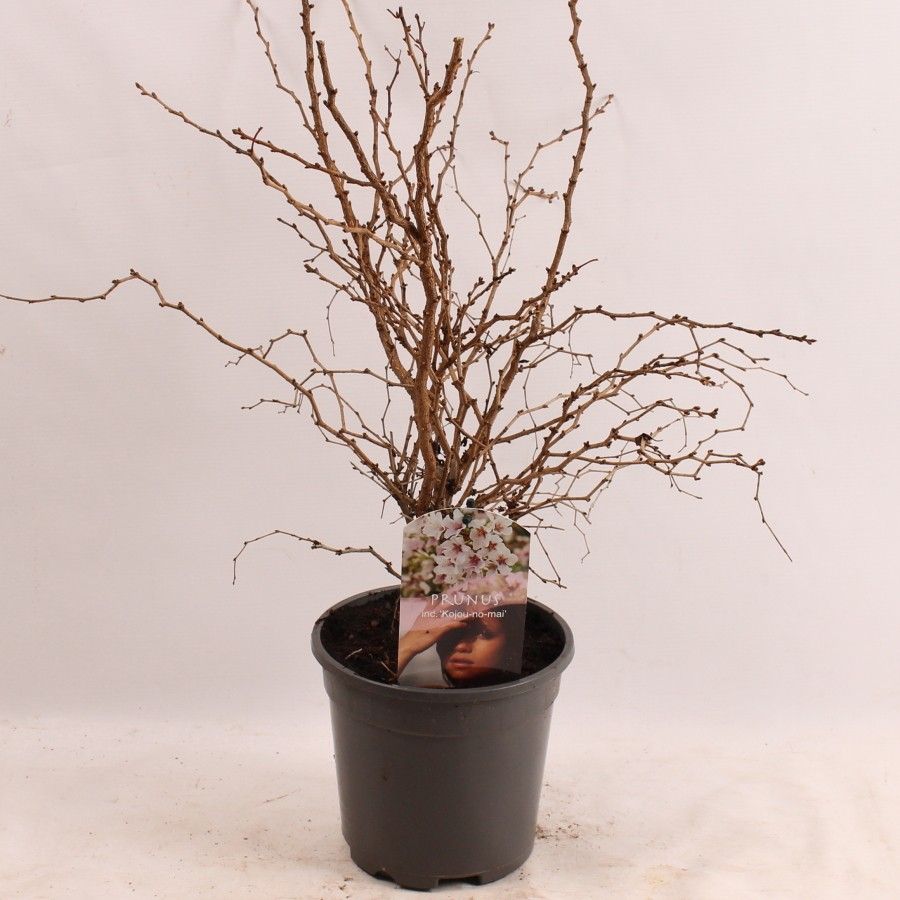 Prunus inc. Kojou-no-mai, D 17