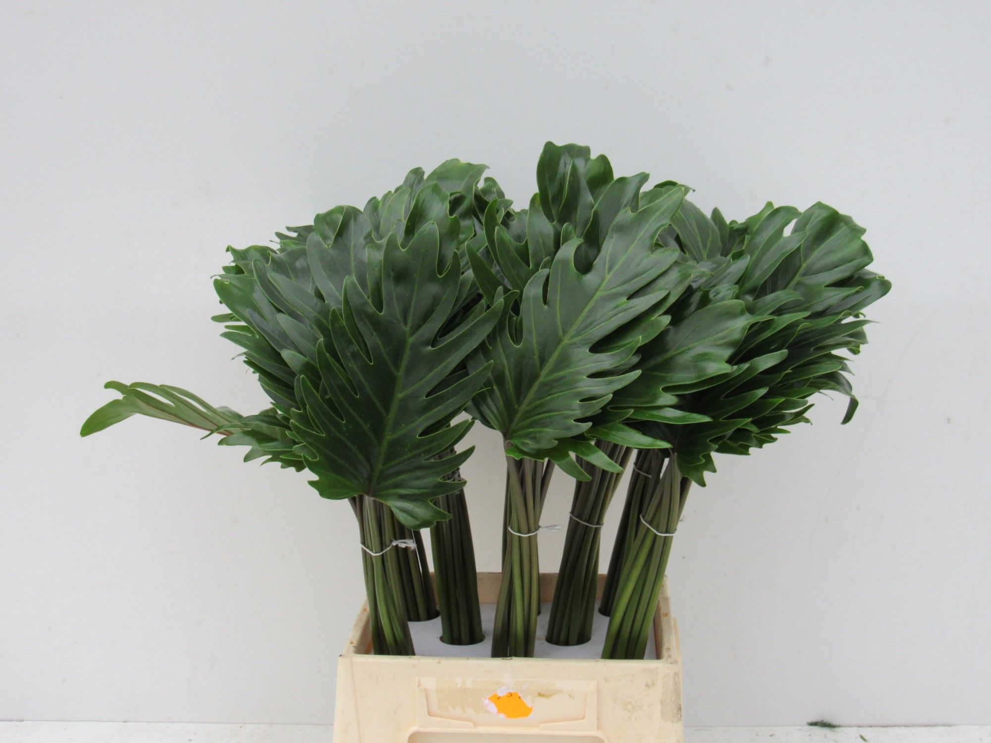 Филодендрон Ксанаду 50, шт.