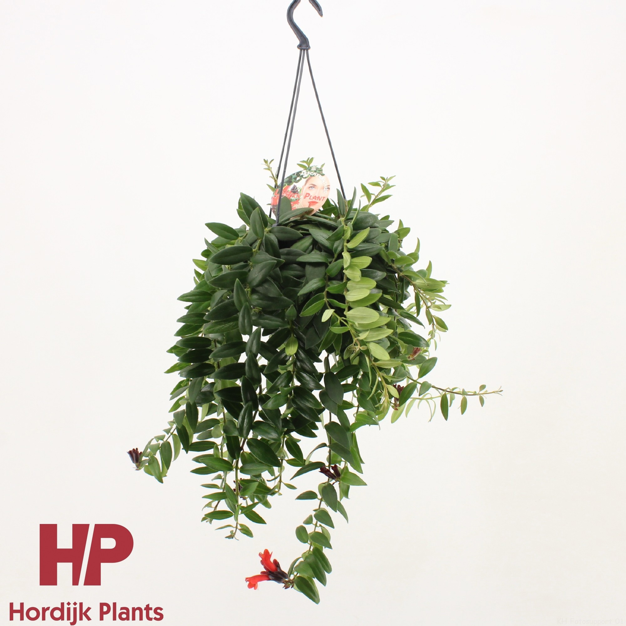 Aeschynanthus 'Caro Improved'; bloeiend, D 15 cm