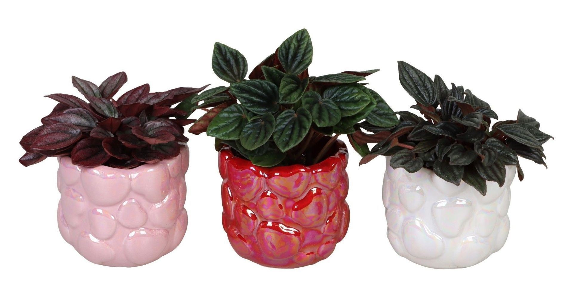 L 66717 with Peperomia Caperata Mix 6 cm, D 6