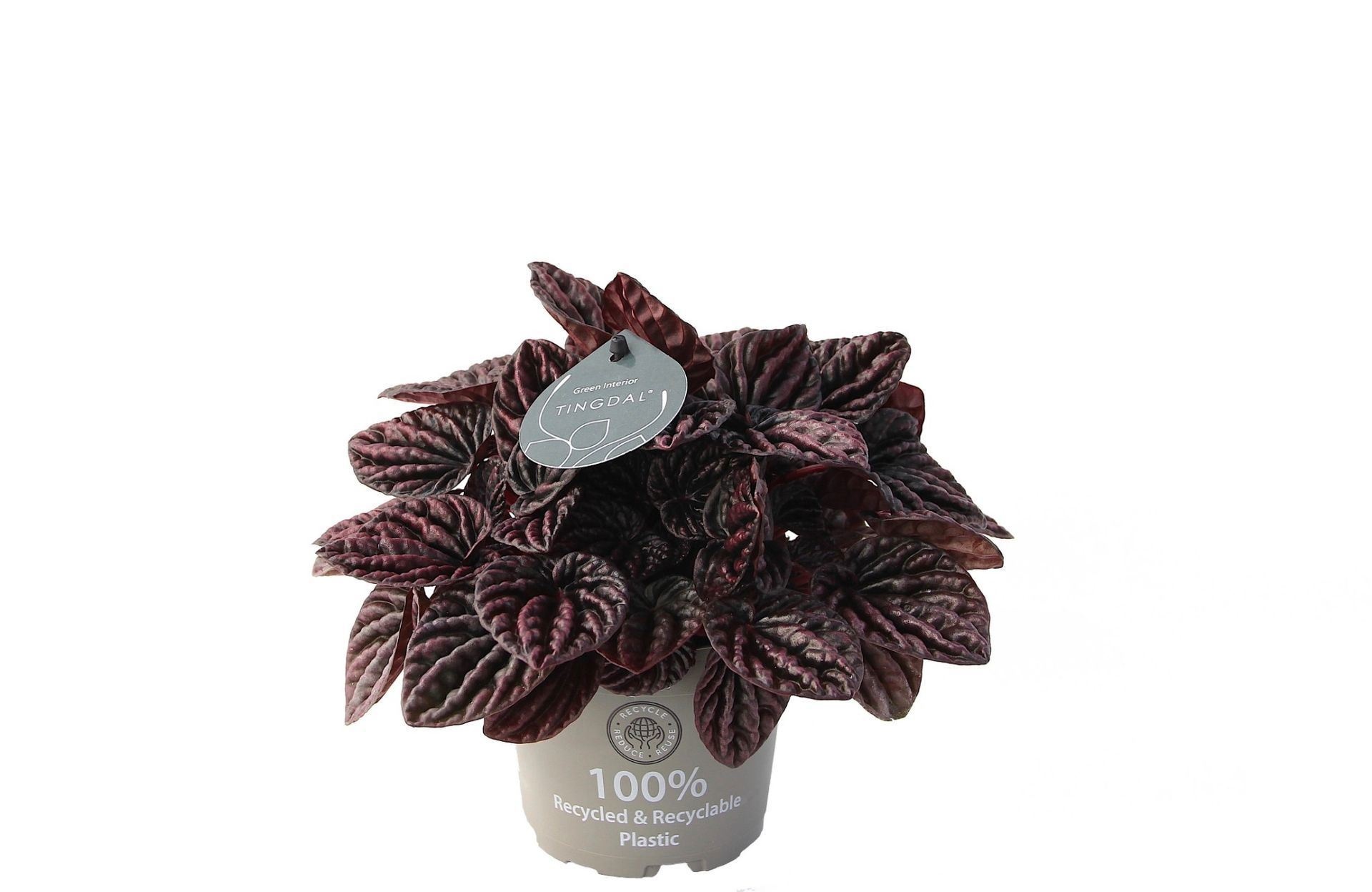 Peperomia Red Luna 12 cm, D 12