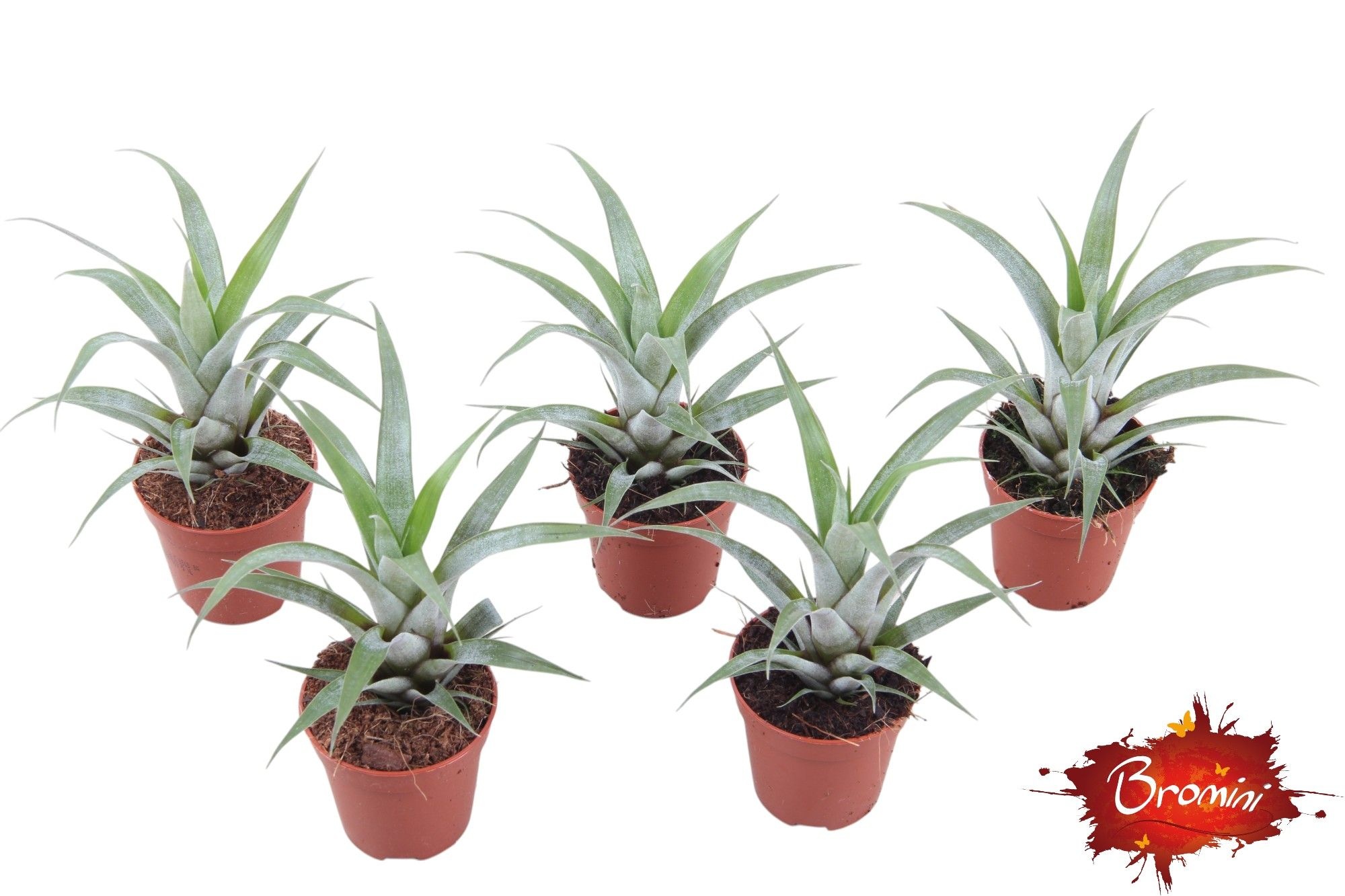 Vriesea Oesteriana, D 5,5