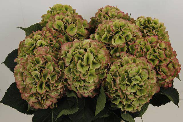 Гортензия Верена Классик 80, шт.