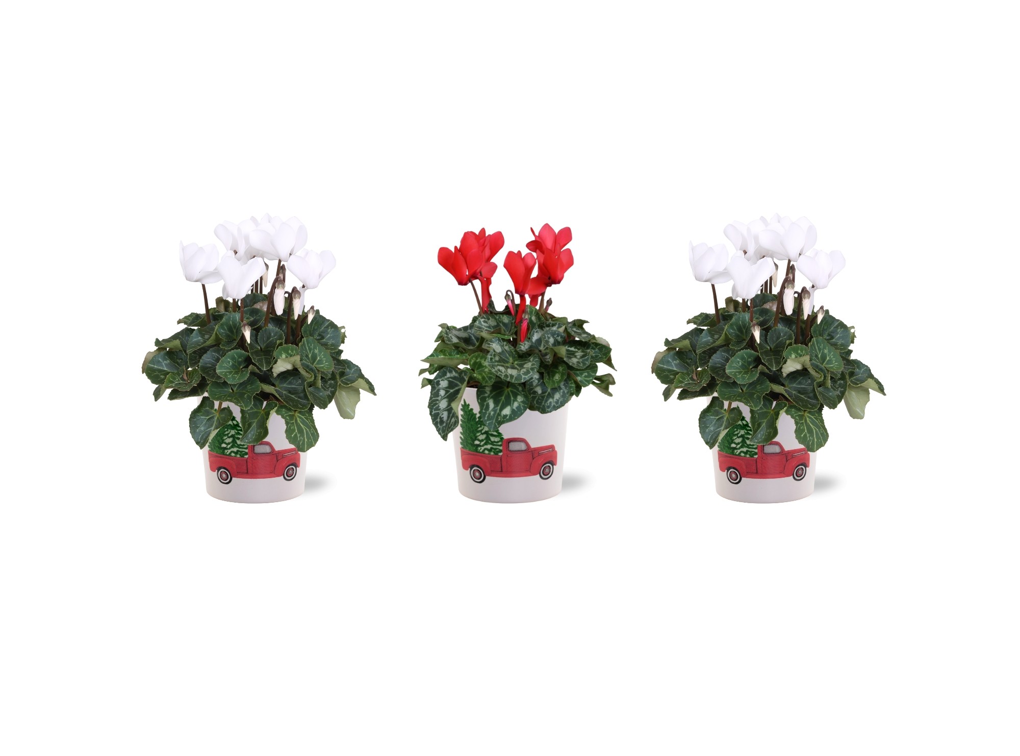 Collectie "Craft World" Cyclamen in keramiek Noel rood Wit, D 12