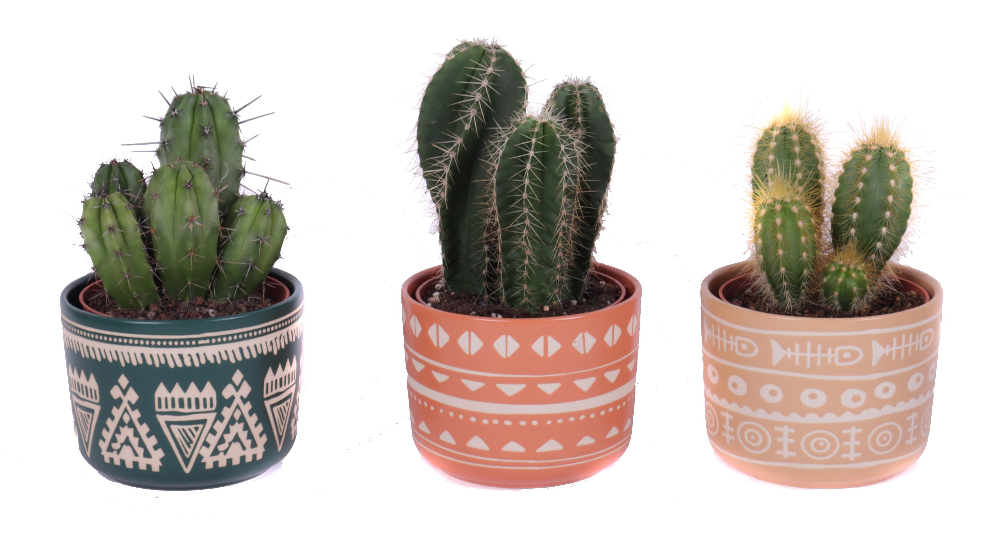 Cactus mix 10,5 cm in vanuatu pot, D 12