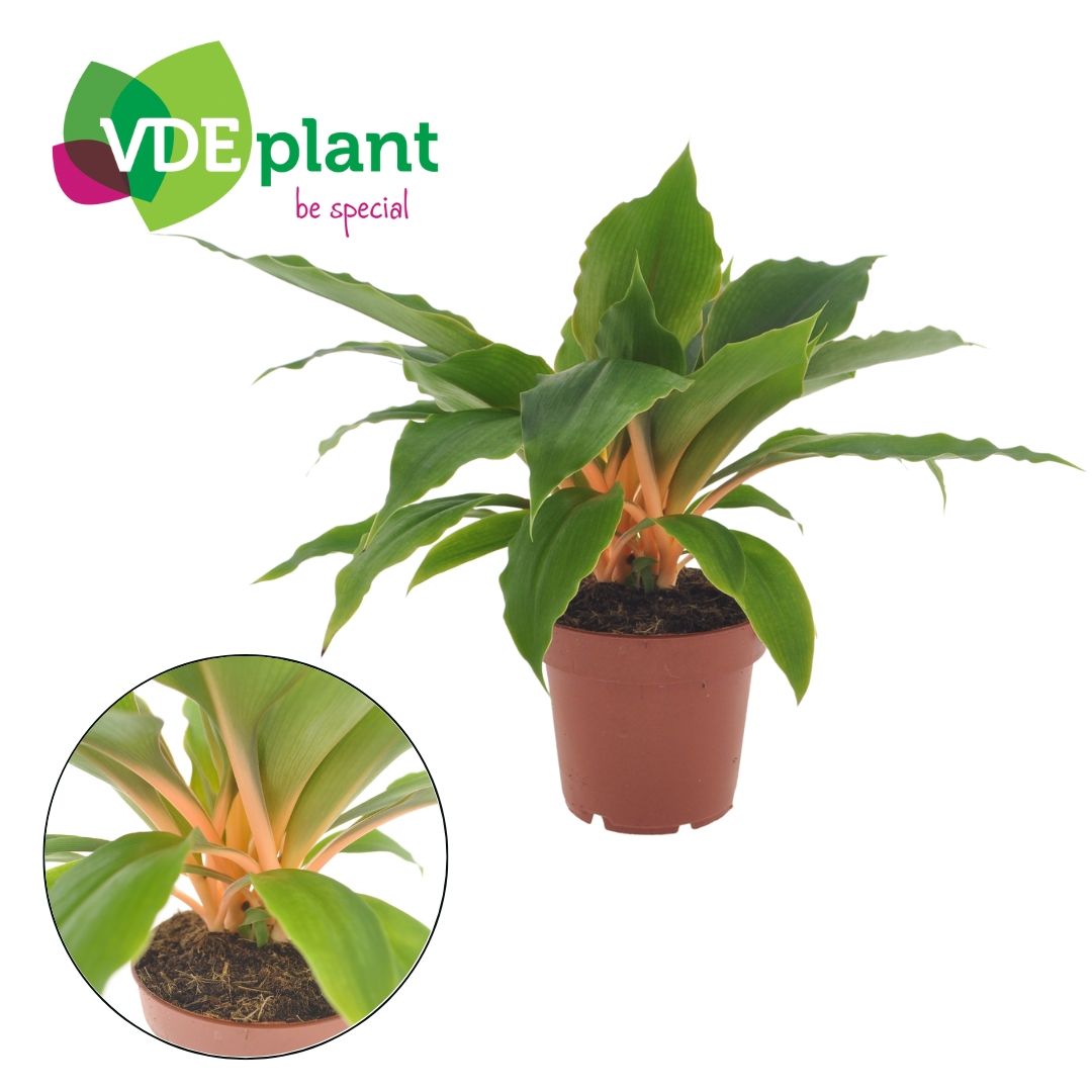 Chlorophytum Fire Flash 12cm, D 12