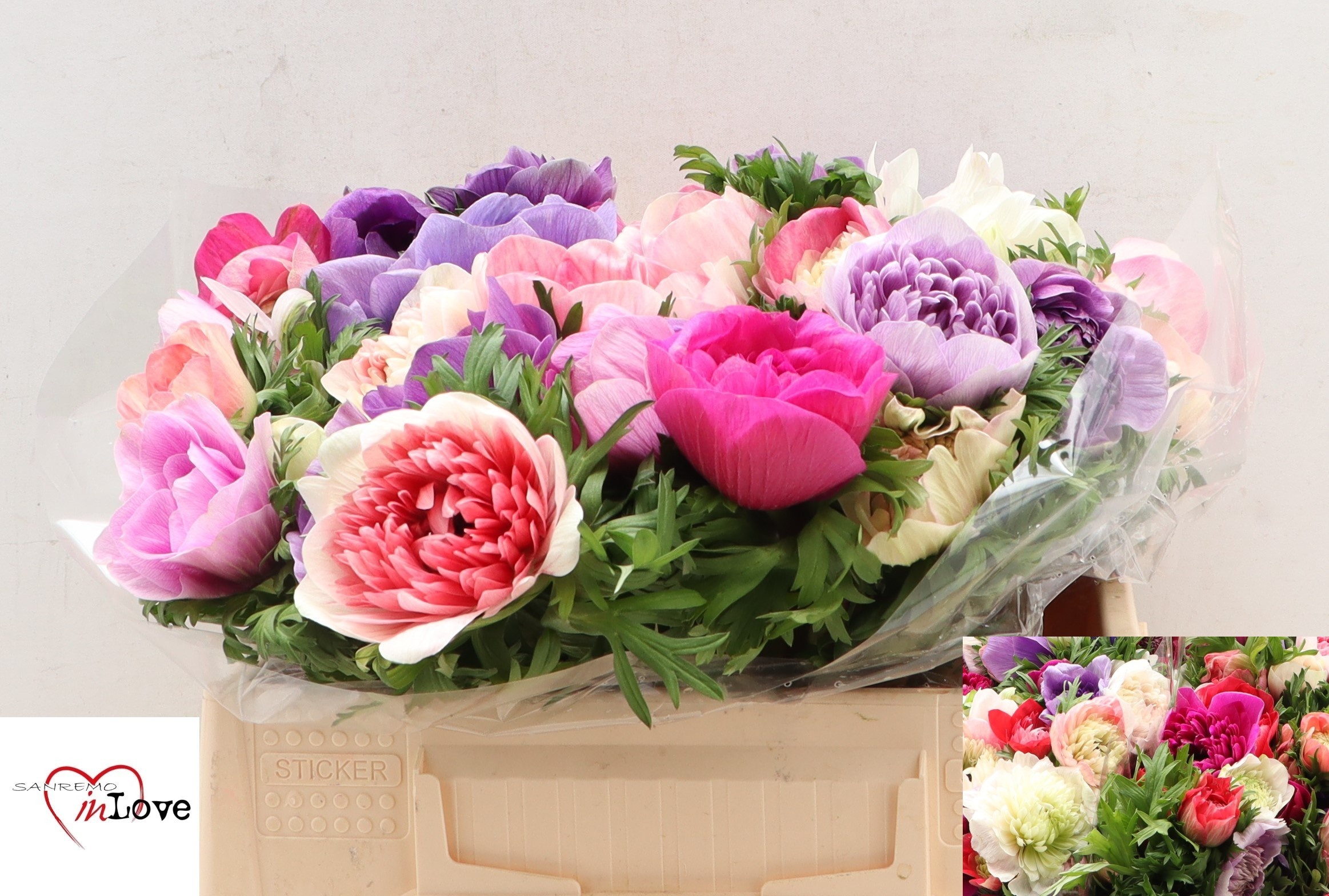 Анемон Карилл Микс 30, шт.