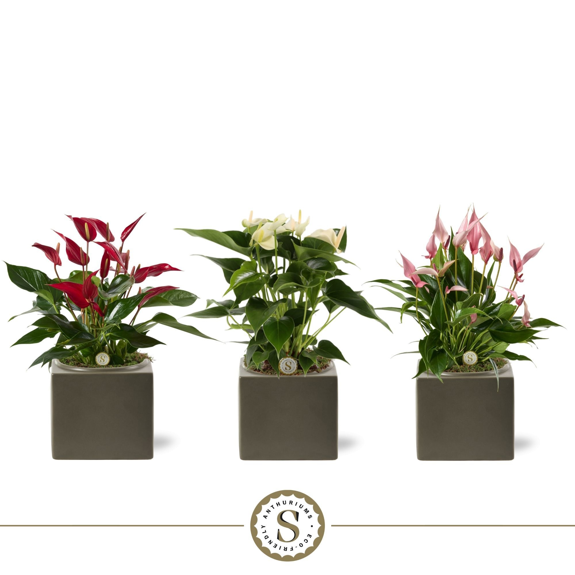 Belicia Dark Grey 12cm Mix, D 12