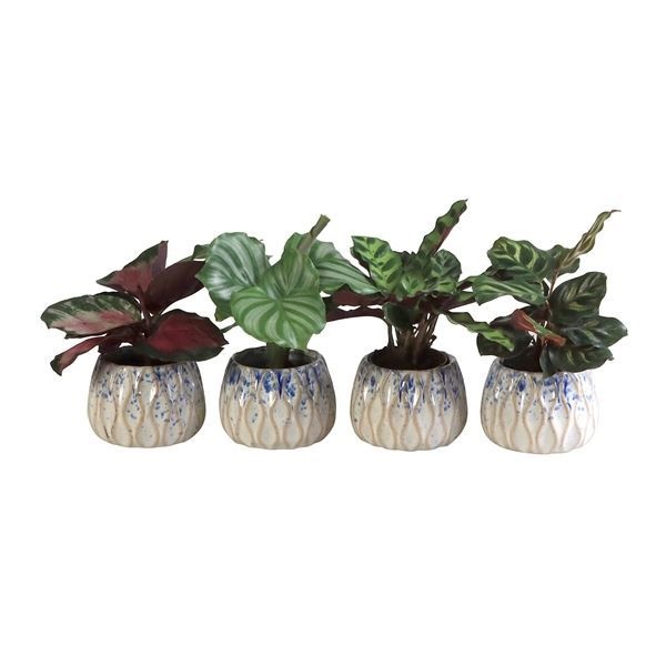 L 65806 with Calathea Mix, D 6 cm L 65806 with Calathea Mix, D 6 cm