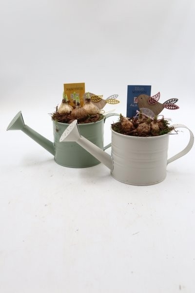 Bollen, gieter S; mix, D 11