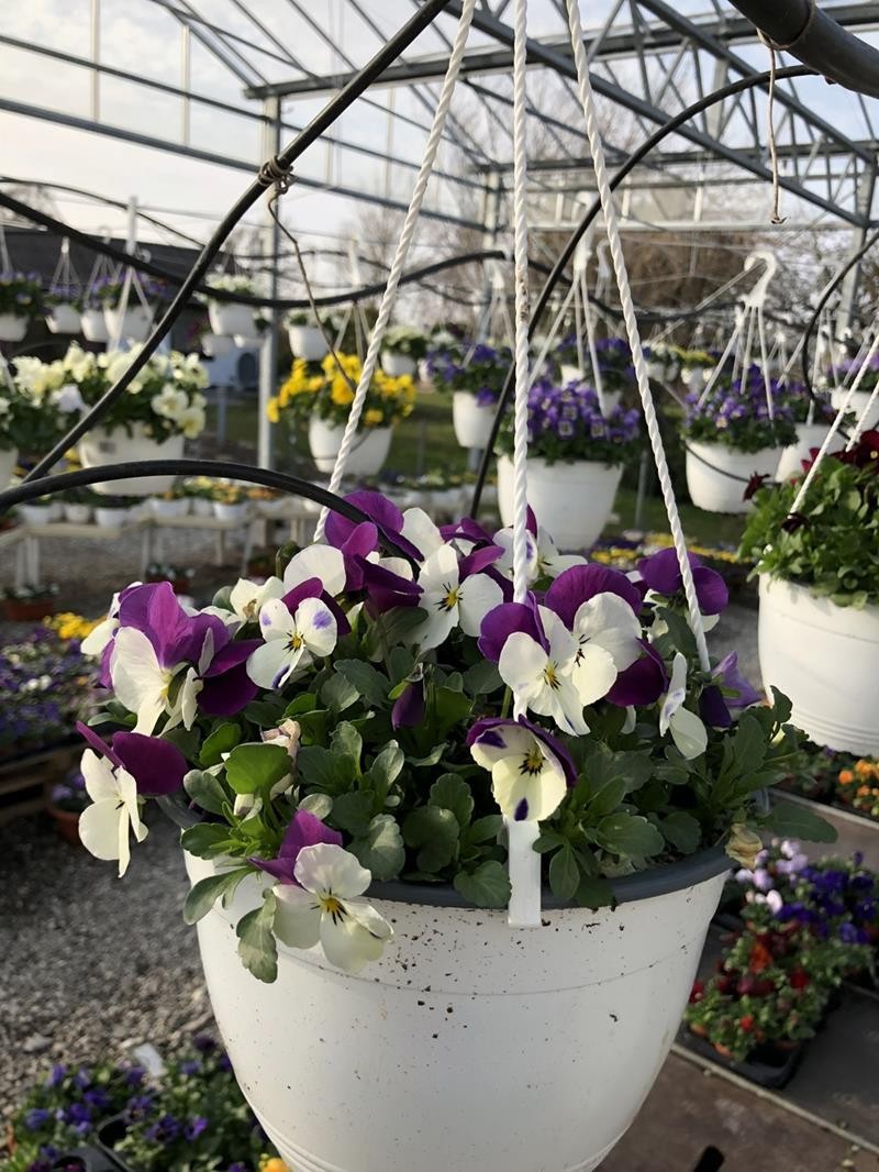 VIOLA CORNUTA-HYBRID 'ENDURIO', D 21