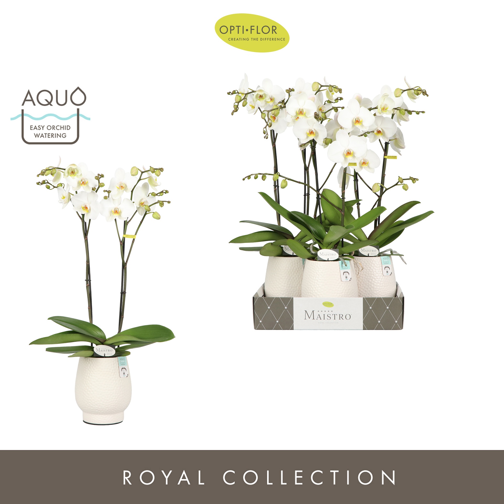 Maistro Beethoven 2 spike 60 cm in Abruzzo White Aquo, D 12 cm