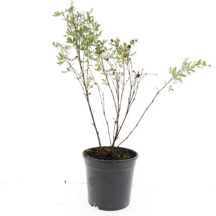 Potentilla f. 'Maanelys', D 14 cm
