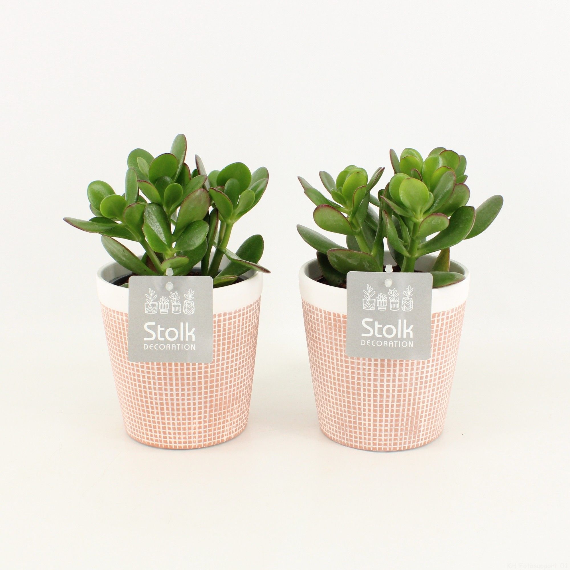 Crassula Ovata in Terracotta, D 13