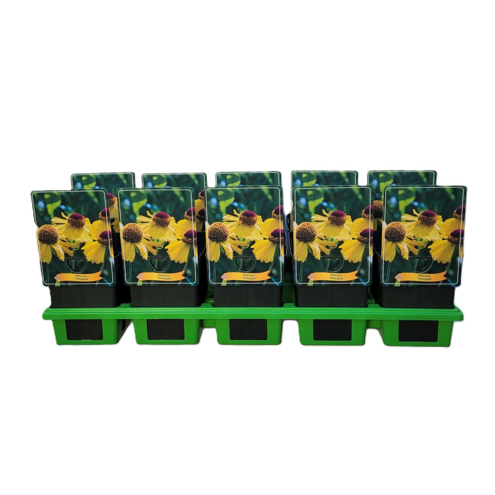 Helenium 'Wesergold' P11, D 11
