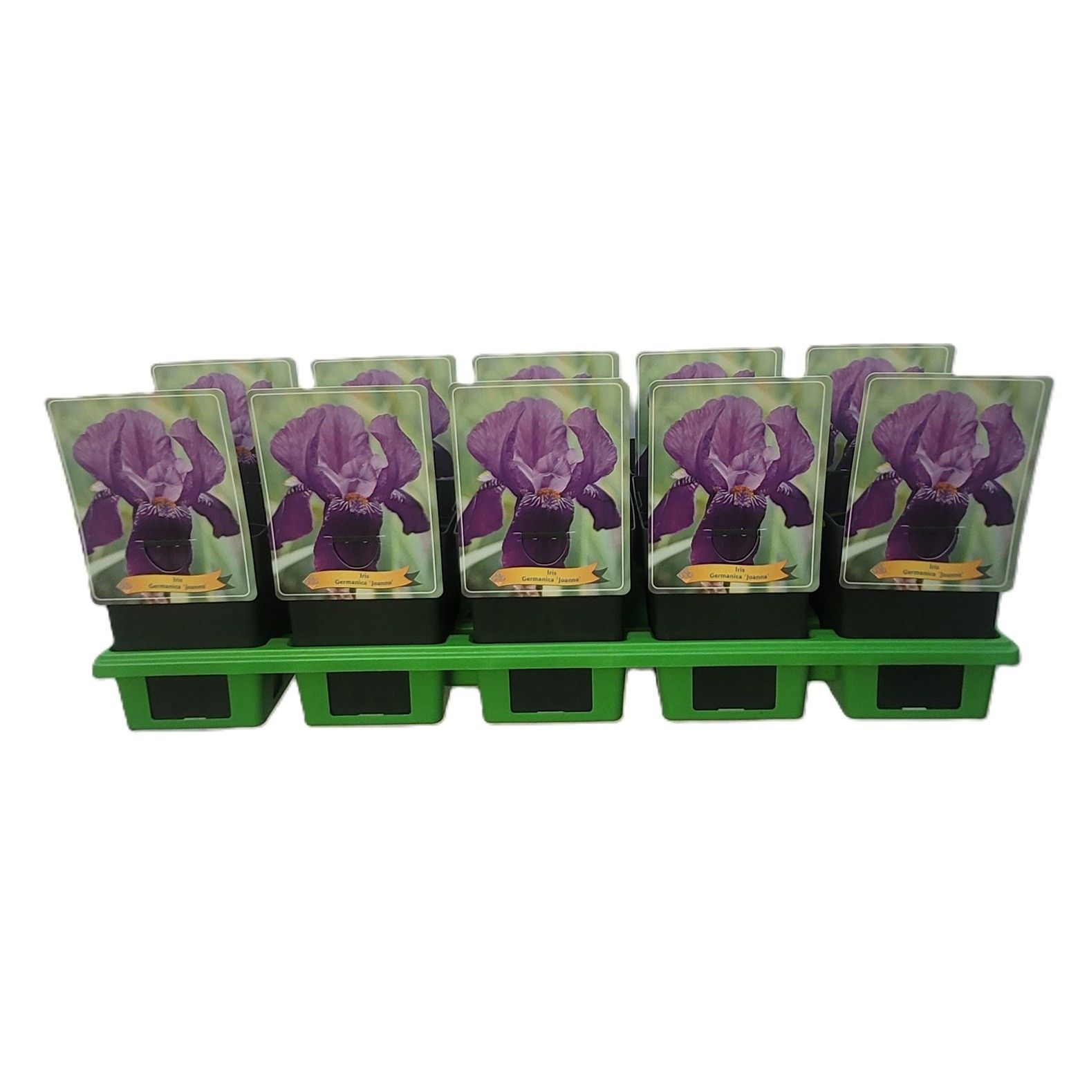 Iris germanica 'Joanna' P11, D 11 cm