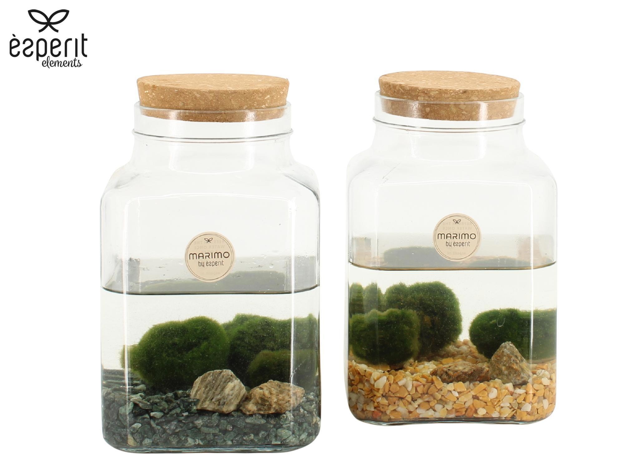 90562: Marimo arrangement, D 13