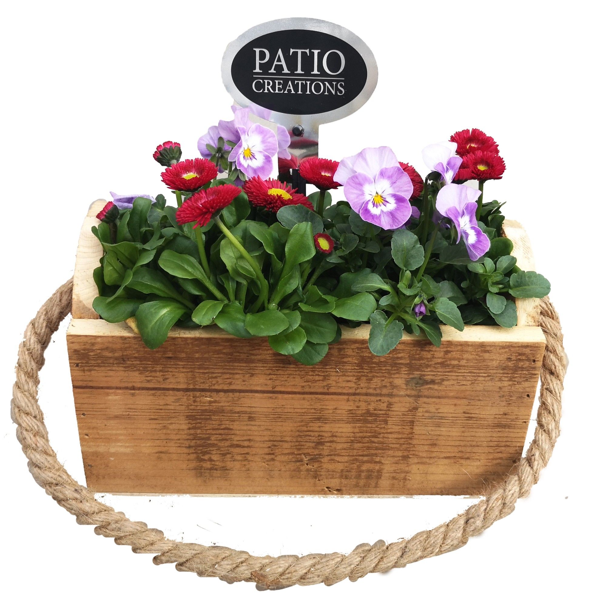 VB657-9001 Viola/Bellis Mia S, D 21