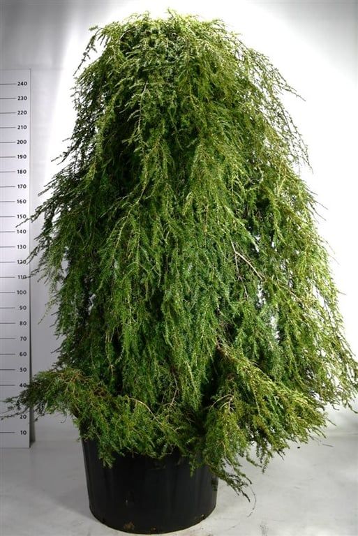 Tsuga can. 'Pendula', D 80 cm