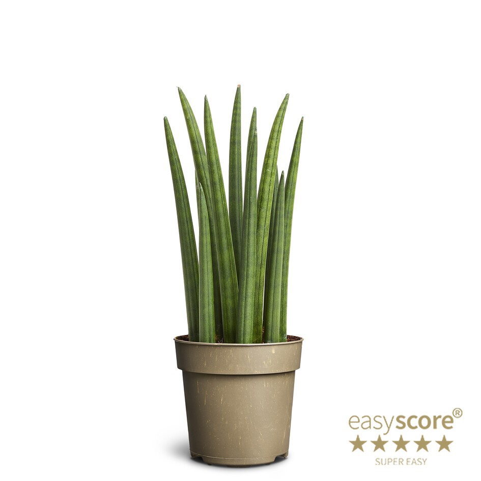 Sansevieria cylindrica ´Rocket´, D 11