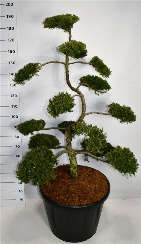 Juniperus sabina 'Rockery Gem', D 60