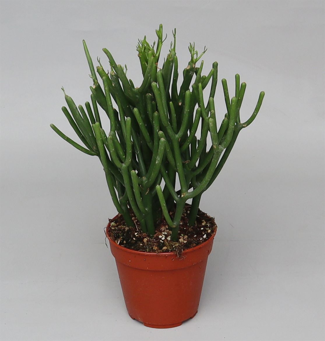 Euphorbia tirucalli, D 17 cm