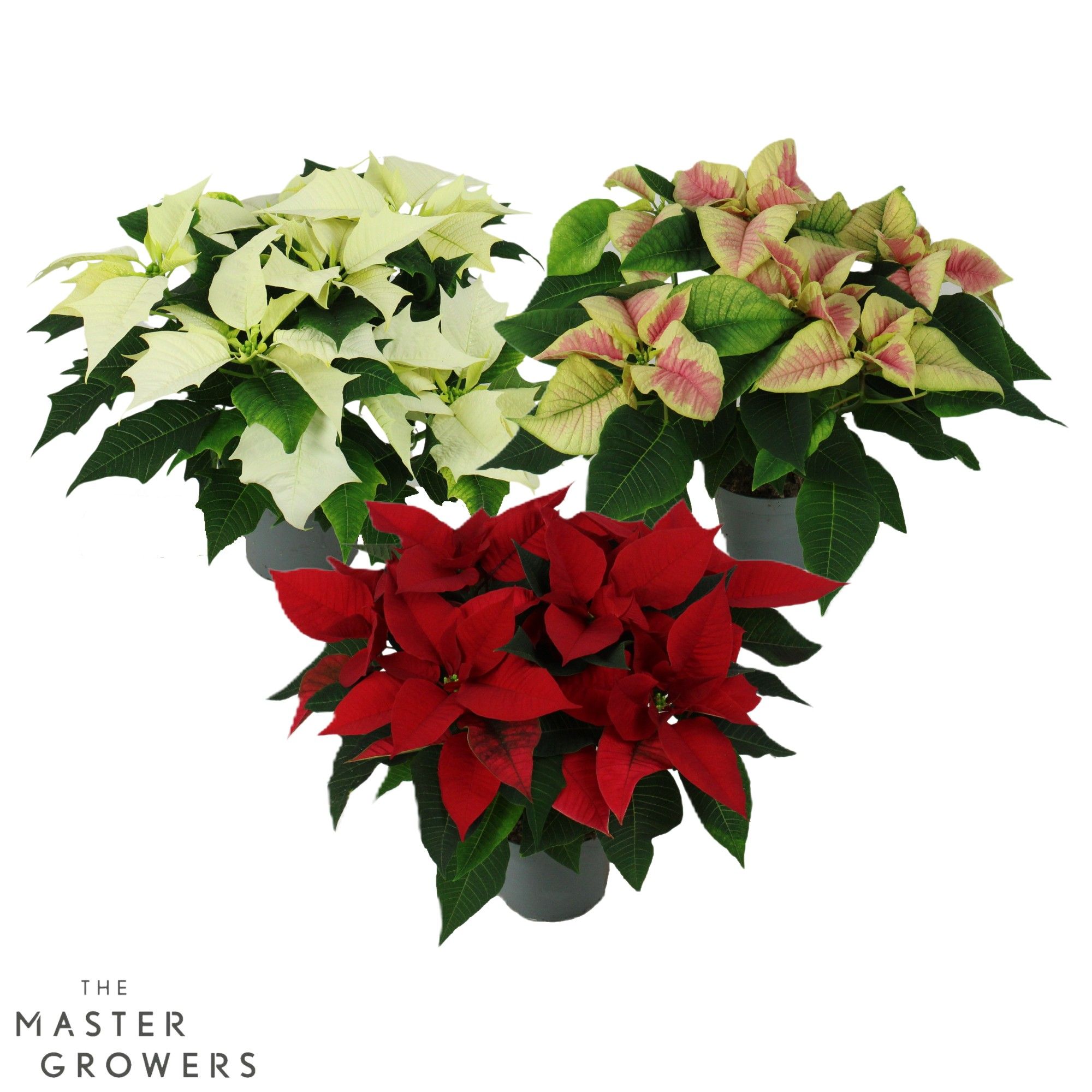 Poinsettia mix 13cm 5 bloem, D 13 cm