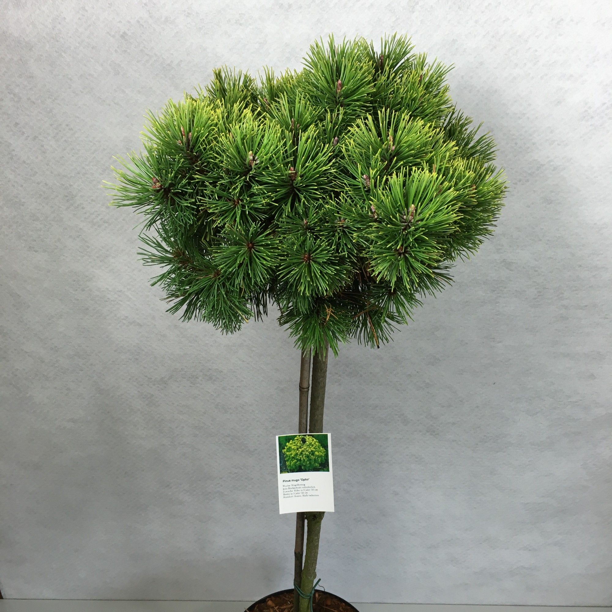 Pinus mugo 'Ophir', D 26