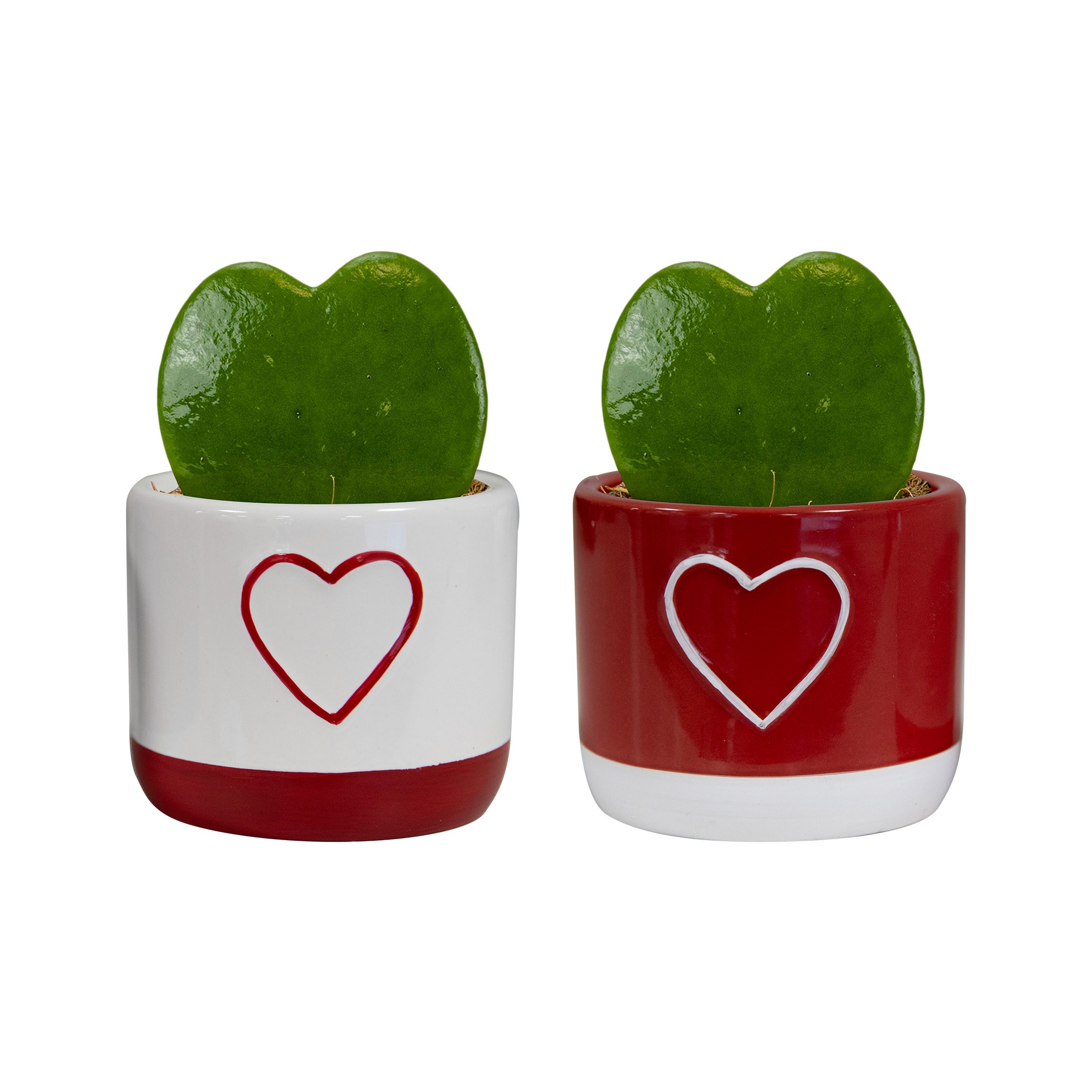 Darling with Hoya Kerrii, D 6