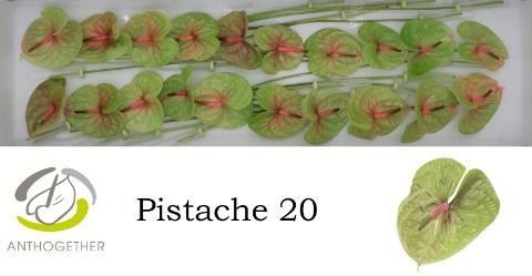 Антуриум Писташ x20, шт. Антуриум Писташ x20, шт.