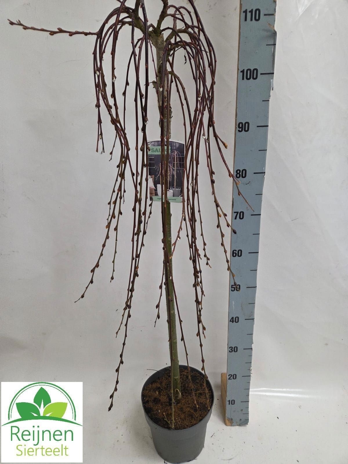 salix caprea kilmarnock grijze pot, D 21