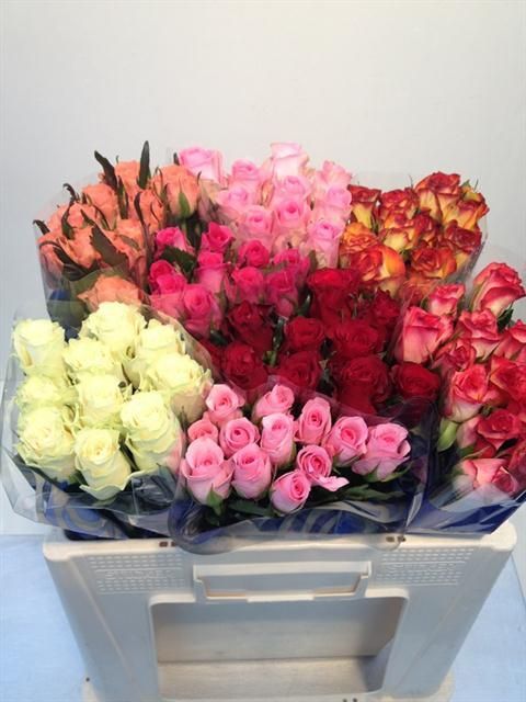 Роза од. Микс в баке 50, шт.