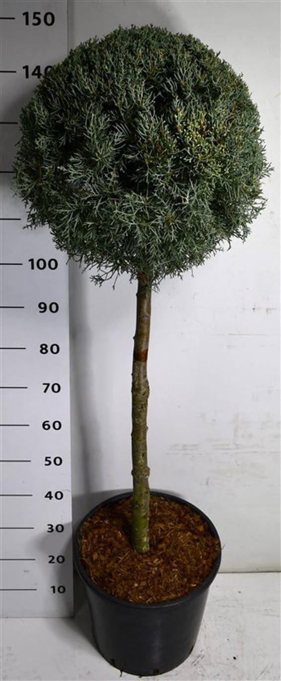 Cupressus arizonica, D 38