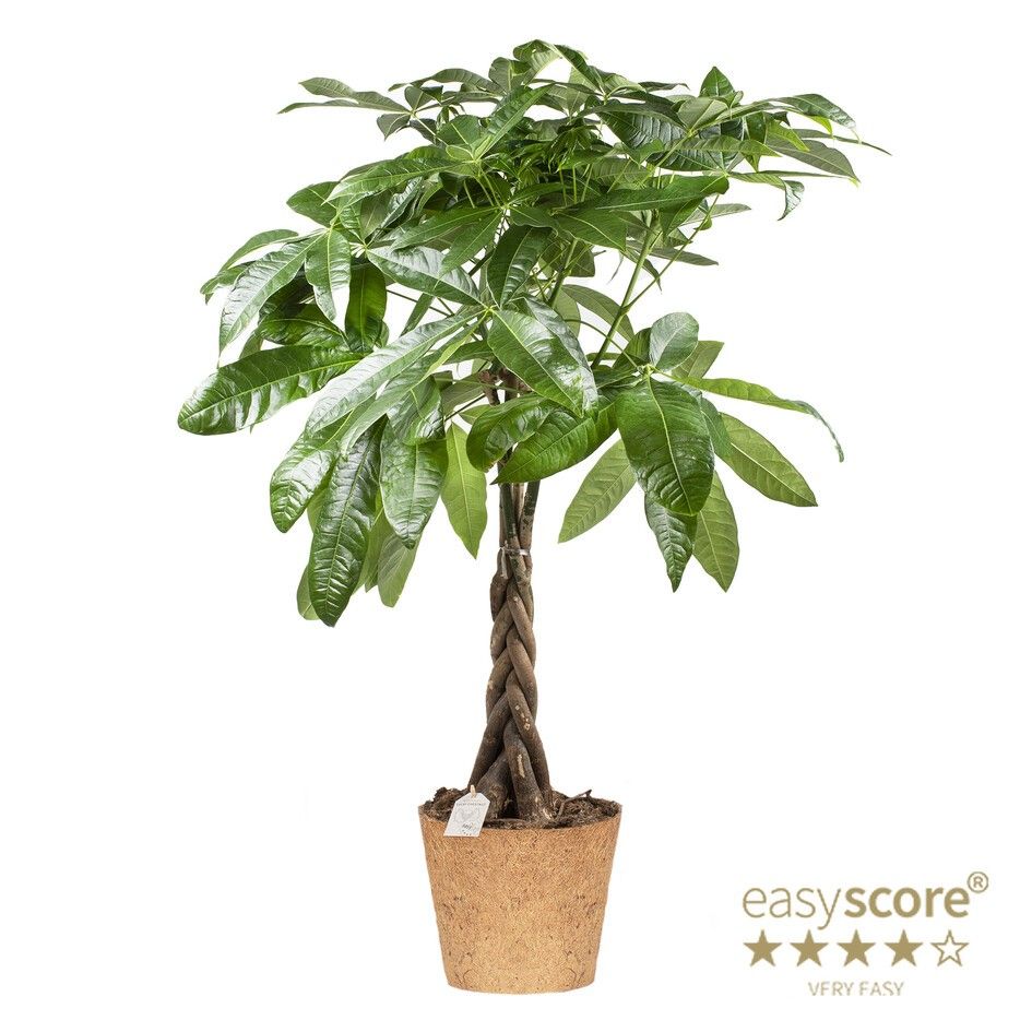 Pachira aquatica - COCOZ, D 24