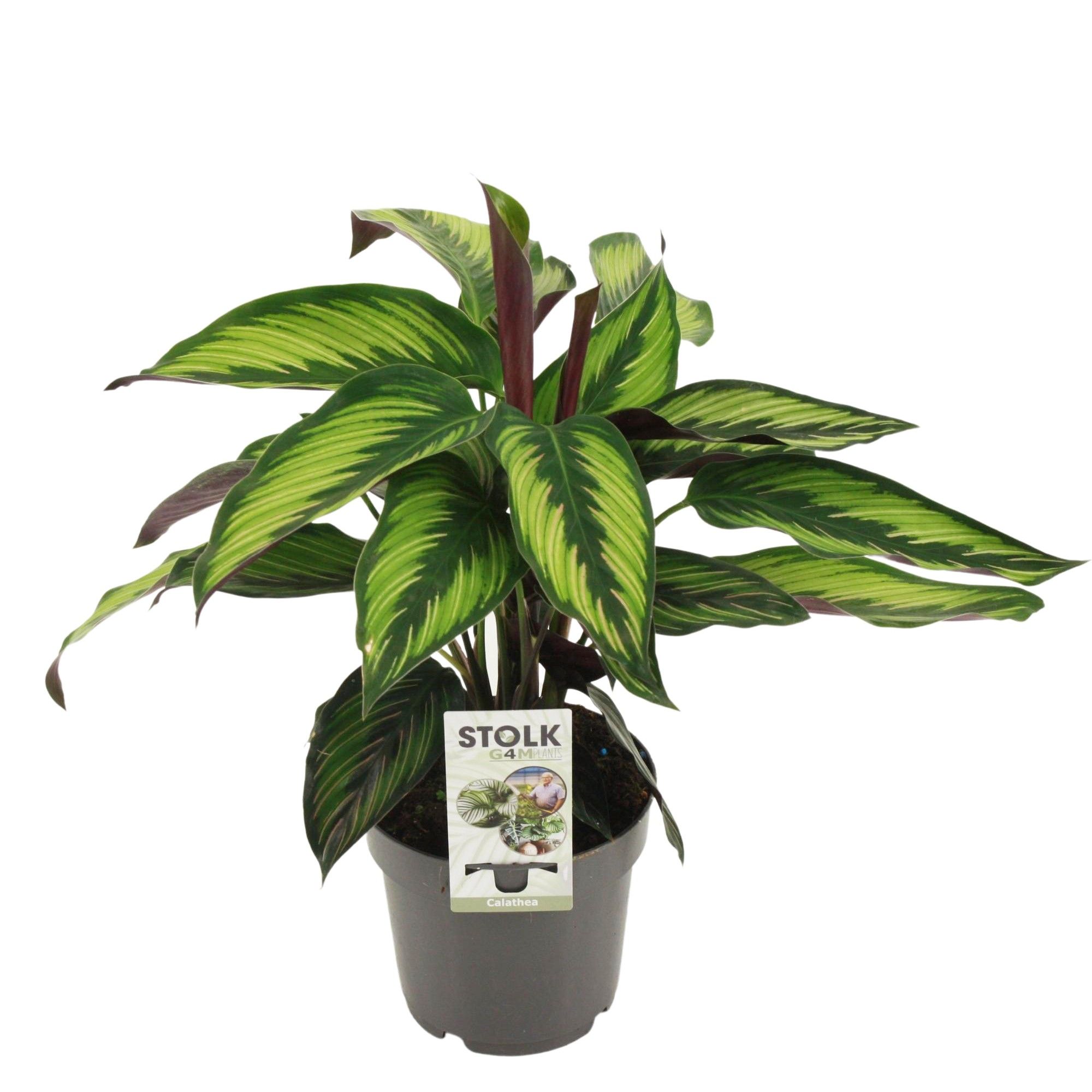 Calathea 14cm 'Beautystar (princeps)', D 14