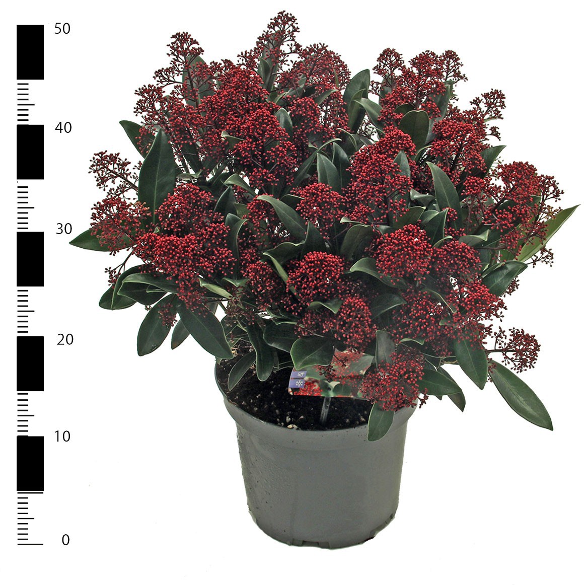 Skimmia jap. 'Rubella', D 23