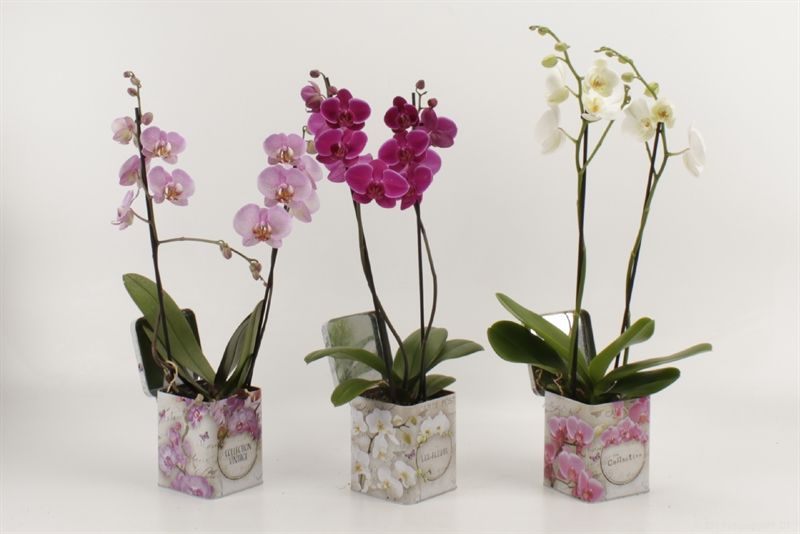 Phalaenopsis gemengd 2 tak gemengd in blik Barbara Orchidee, D 12