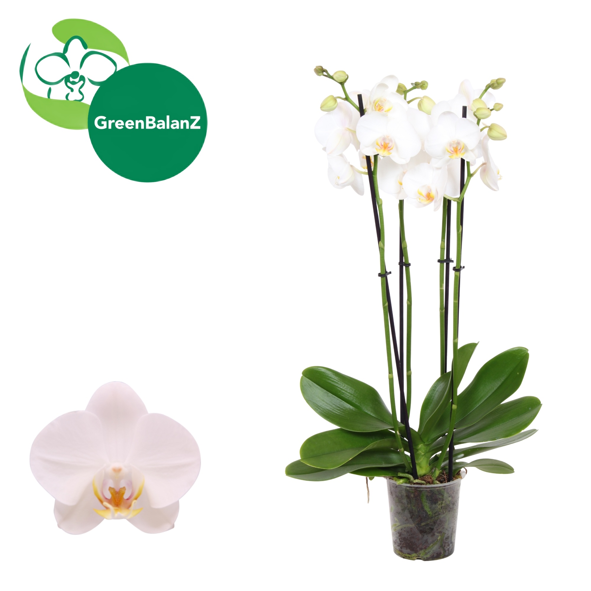 ColorZ - Wit 4 tak, D 12