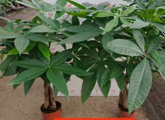 Пахира Микс Бранч энд Фаур-бранч Мани Три 11 60