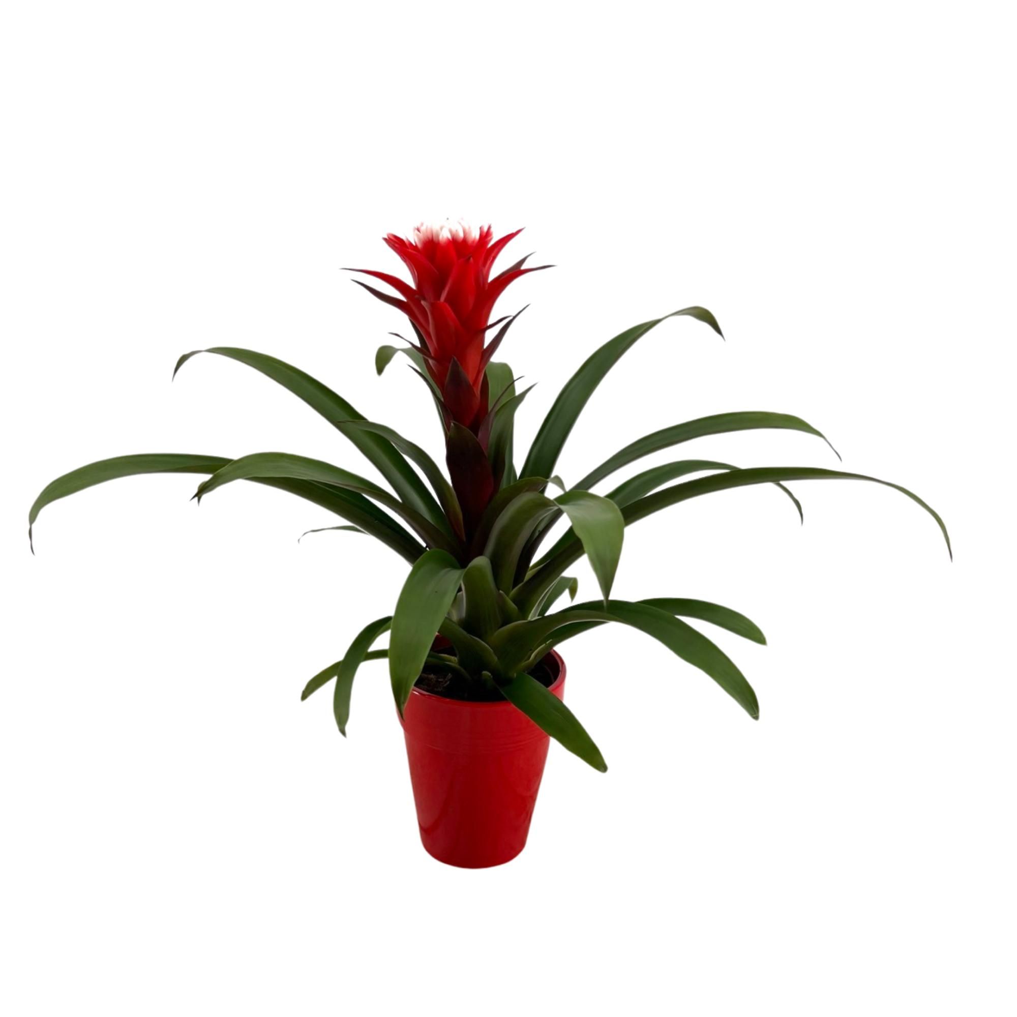 Guzmania Hope in keramiek, D 13