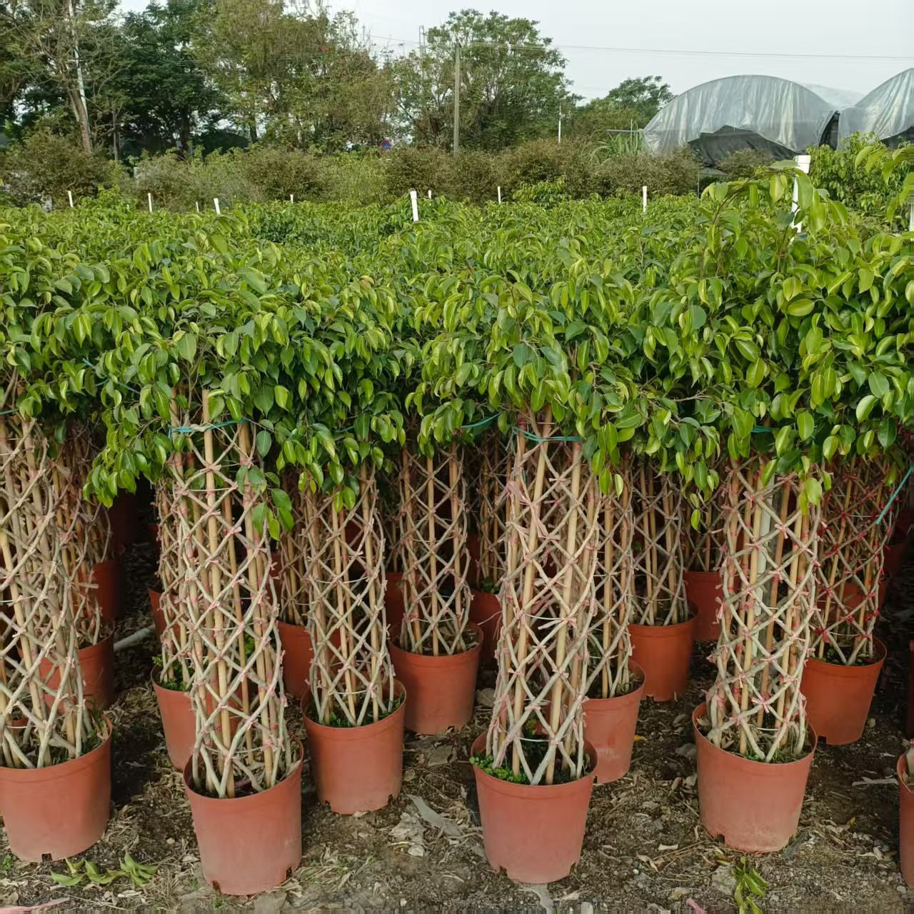 Фикус 260 Баньян Три Каге 100/120 26 100