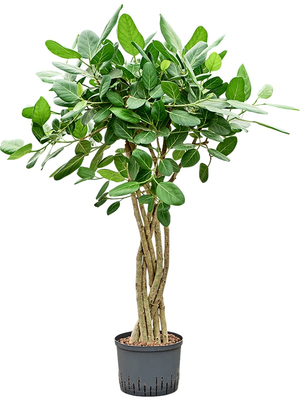 Ficus benghalensis 'Audrey', D 25 cm