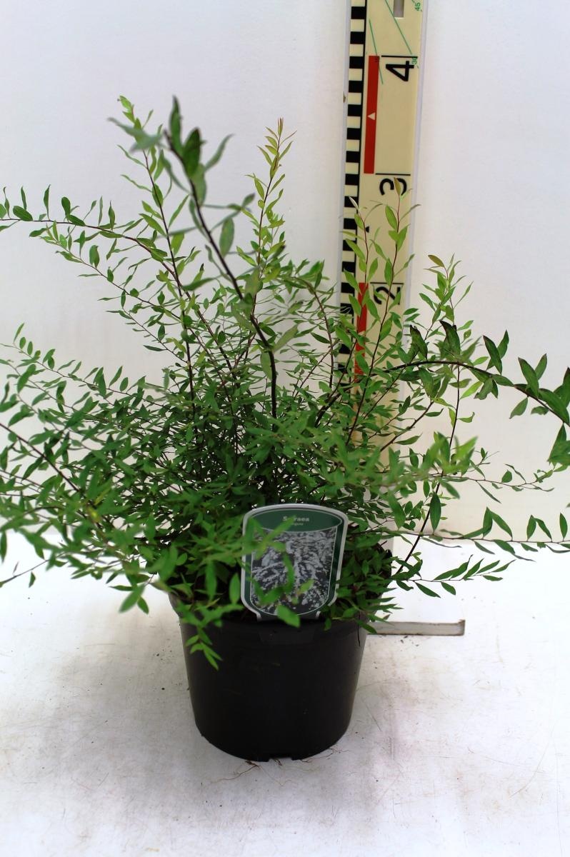 Spiraea arguta, D 19 cm