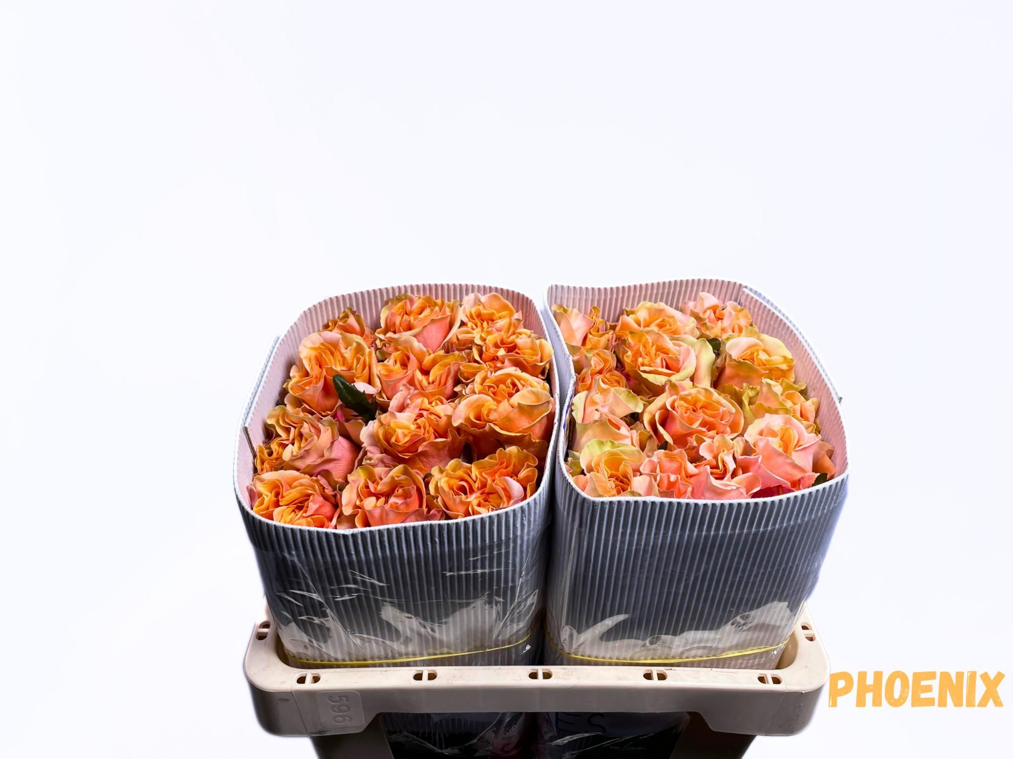 Роза од. Овериг 50, шт.