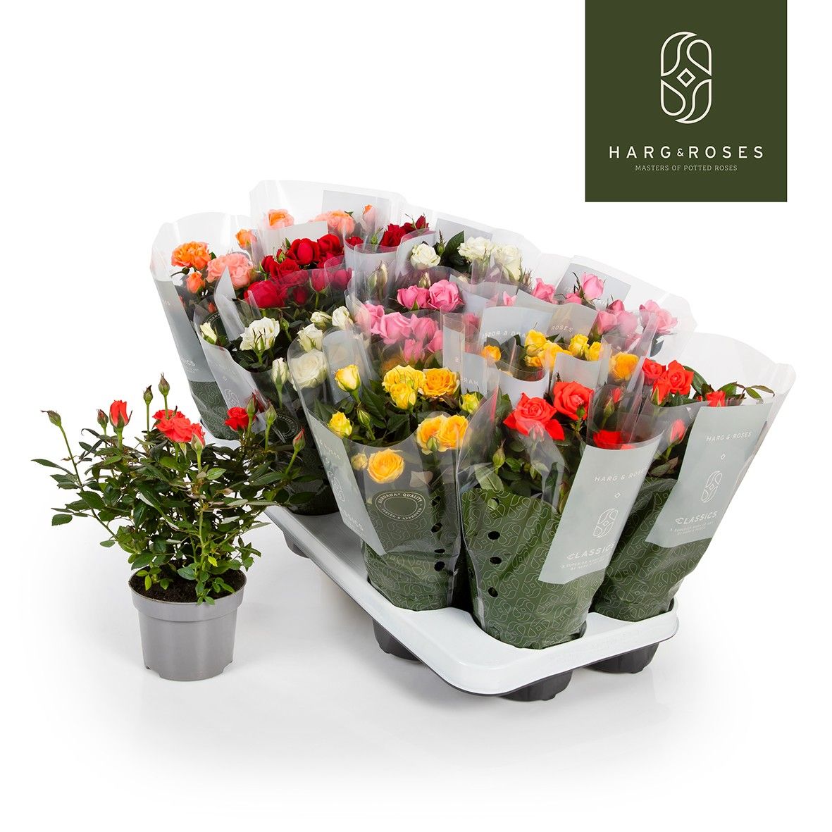 Rosa Kordana Mix, D 10,5